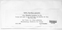 Image of Ditopella ditopa